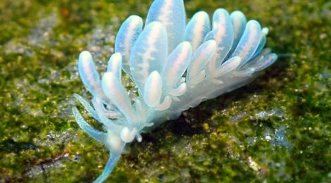 ウミウシ爆増中　まさかのイリオモテミノ？ｗ　キホシカスミ、ナミダカスミ、煉獄さん、白ゴマ黄ゴマ、