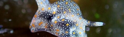 うみうしナイトは最高に面白い