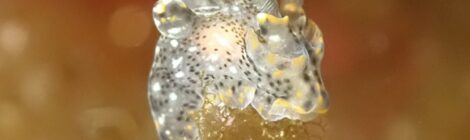 ガヒミズタマウミウシ登場 ミアミラウミウシ属の一種も 合計45種