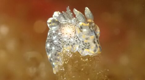 ガヒミズタマウミウシ登場　ミアミラウミウシ属の一種も　合計４５種