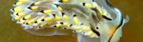 カスミミノウミウシ　NEW黄ゴマ　白ゴマ　オオアリモ