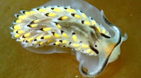 カスミミノウミウシ　NEW黄ゴマ　白ゴマ　オオアリモ