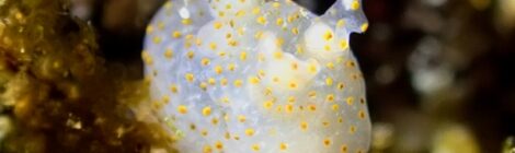 ウミウシ爆増中