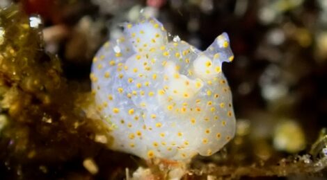 ウミウシ爆増中