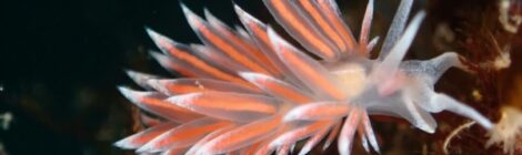 ウミウシいっぱい　ハナイカ　極小カエル