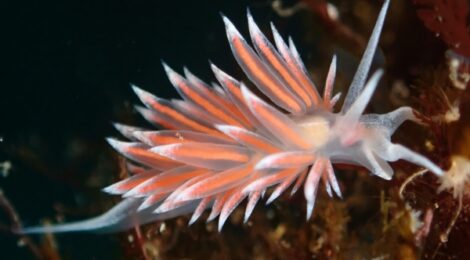 ウミウシいっぱい　ハナイカ　極小カエル