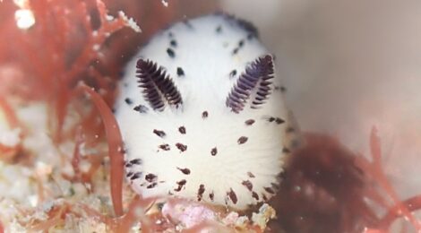 全然平気で快適に潜れました　白ゴマ黄ゴマカスミミノ、エリマキエビ