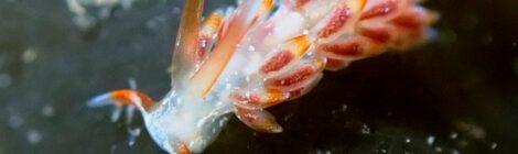 ベンガラミノウミウシ、ハスエラタテジマ