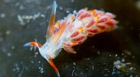 ベンガラミノウミウシ、ハスエラタテジマ