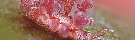 ヒメハナビラウミウシ