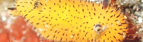ゴマフビロードウミウシ　ツノウミウシ