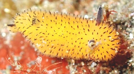 ゴマフビロードウミウシ　ツノウミウシ