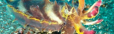 ハナイカ、キアンコウ、カエルアンコウ、イロカエルアンコウ もちろんウミウシも