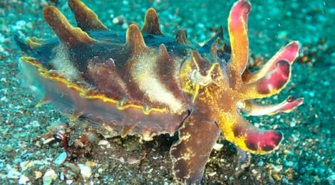 ハナイカ、キアンコウ、カエルアンコウ、イロカエルアンコウ　もちろんウミウシも