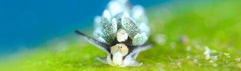 春の明るく青い海の中でオオアリモウミウシに癒されました