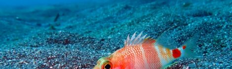 アズマハナダイ、エボシカサゴ幼魚、ゴマフビロード、カスミミノ、オオアリモ、ツノザヤ