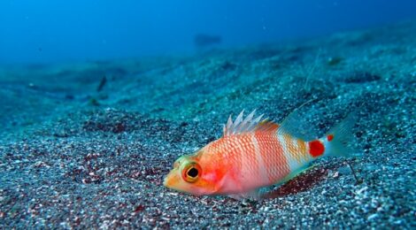 アズマハナダイ、エボシカサゴ幼魚、ゴマフビロード、カスミミノ、オオアリモ、ツノザヤ