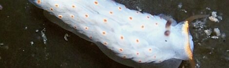 キホシミノウミウシ、キアンコウ