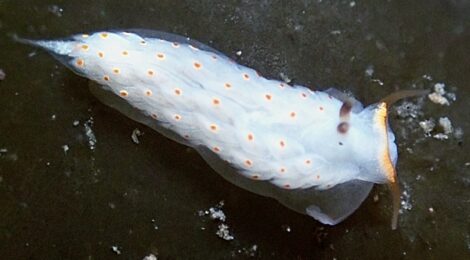 キホシミノウミウシ、キアンコウ