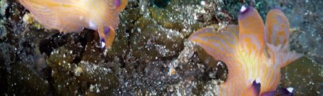 クチナシツノザヤ、カンナツノザヤ、そしてツノザヤウミウシが無数に。