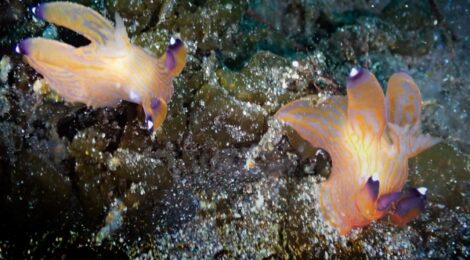 クチナシツノザヤ、カンナツノザヤ、そしてツノザヤウミウシが無数に。