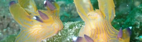 クチナシツノザヤ、キアンコウ幼魚、テンガイハタ幼魚、チゴダラ科の幼魚、霞3セット