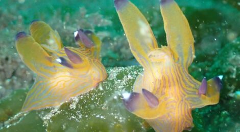 クチナシツノザヤ、キアンコウ幼魚、テンガイハタ幼魚、チゴダラ科の幼魚、霞3セット