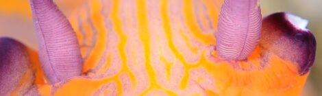 サルパ雲が消えた　クチナシツノザヤウミウシ登場　カスミ系3種　ハリゴチ