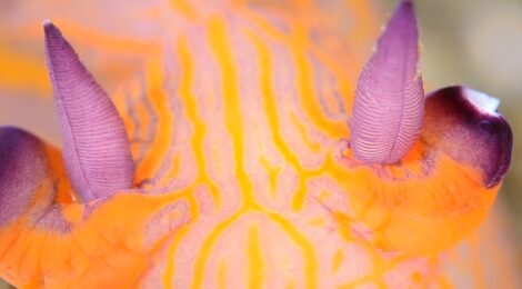 サルパ雲が消えた　クチナシツノザヤウミウシ登場　カスミ系3種　ハリゴチ