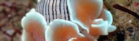 ちびっこミスガイ　NEW黄ゴマ