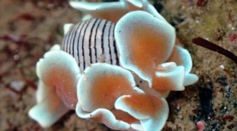 ちびっこミスガイ　NEW黄ゴマ