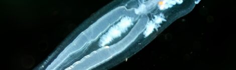 ササノハウミウシ登場！ウキビシガイなど浮遊系のウミウシ　ゴマちゃん　煉獄さん　霞