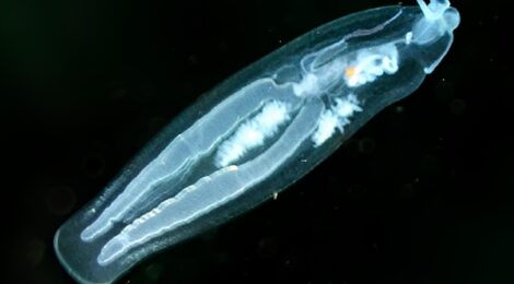 ササノハウミウシ登場！ウキビシガイなど浮遊系のウミウシ　ゴマちゃん　煉獄さん　霞