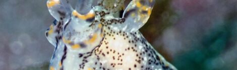 ミズタマウミウシ属、ツノザヤウミウシ属の大フィーバー