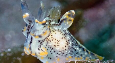 ミズタマウミウシ属、ツノザヤウミウシ属の大フィーバー