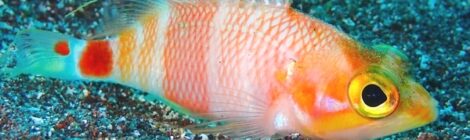 アズマハナダイ