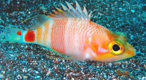 アズマハナダイ