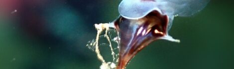 浮遊系フィーバー