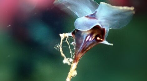 浮遊系フィーバー