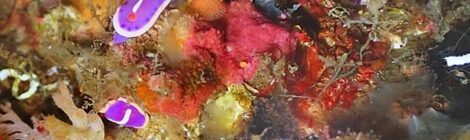 フジイロの花園