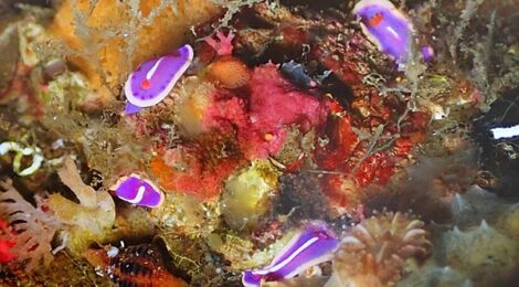 フジイロの花園