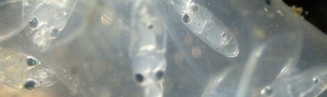 ヤリイカの卵嚢