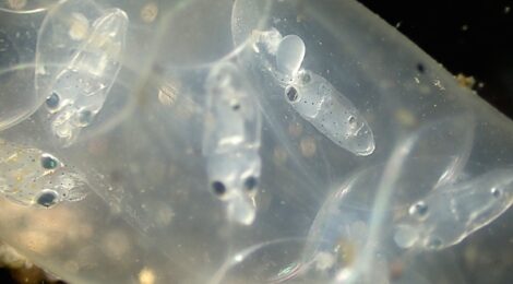 ヤリイカの卵嚢