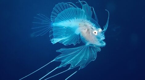 キアンコウの幼魚