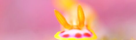 カナメイロウミウシ ボラクーダ