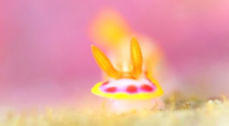 カナメイロウミウシ　ボラクーダ