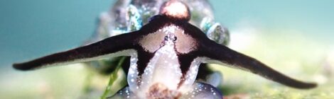 オオアリモウミウシ