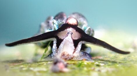 オオアリモウミウシ