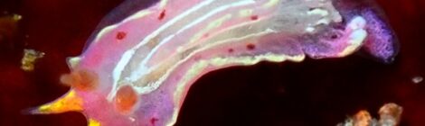 トレニアウミウシ、キアンコウ幼魚