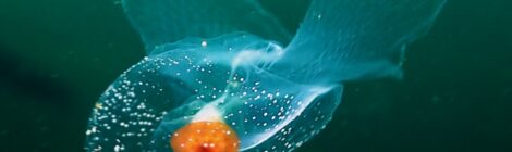 ウチワカンテンカメガイ、キアンコウ幼魚、テンガイハタ幼魚、ソコボウズ幼魚、クチナシ